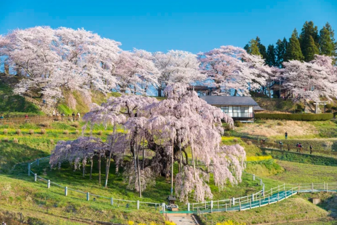 三春町的樱花据说已有1000年以上的历史